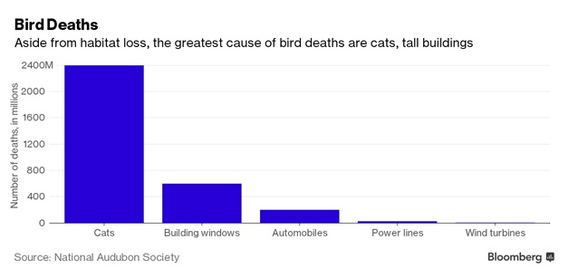 bird-deaths