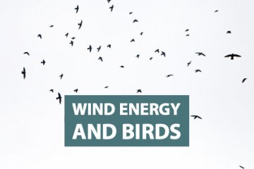 Wind Energy and Birds