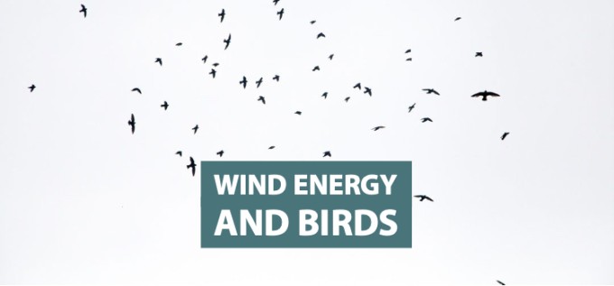 Wind Energy and Birds Clean Grid Alliance