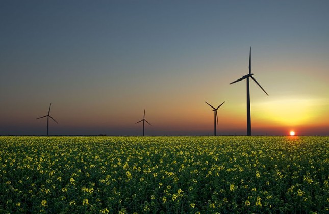 wind in field with yellow flowers Microsoft pic