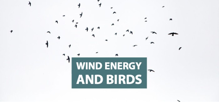 Wind Energy and Birds